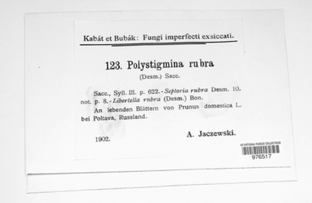 Polystigmina rubra image